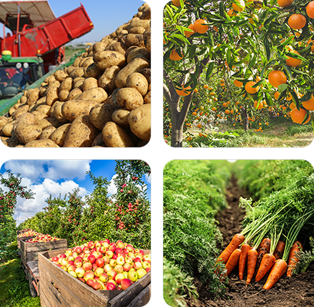 Wholesale Bulk Produce